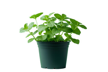 Obraz premium Lush green mint plant thriving in a dark green pot, set against a black background. The vibrant foliage is full and healthy