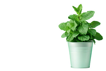 Lush green mint plant in a light green pot, isolated on a black background.  The vibrant leaves suggest freshness and growth