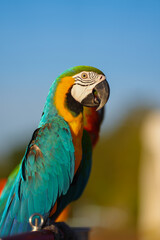 blue and gold macaw free flying bird standing on a perch 