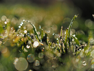 Grass blades adorned with glistening droplets, illuminated by soft  light. The blurred background creates a bokeh effect with sparkling reflections, enhancing the beauty of  morning nature.