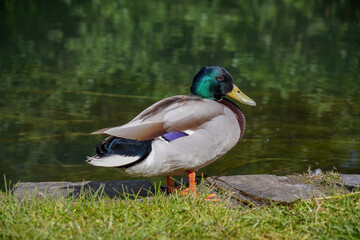 male mallard duck standing beside river. colourful duck bird 
