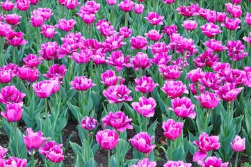 A vibrant field of purple tulips in full bloom, creating a stunning floral display in spring.