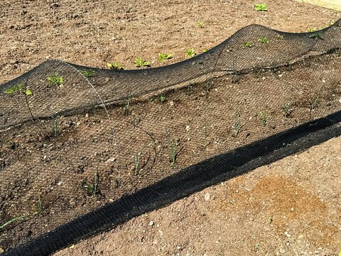 Black net cloche over row of newly planted vegetables
