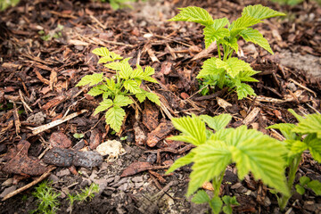 Young Raspberry Plants Growing in Mulch-Covered Soil in Garden Environment