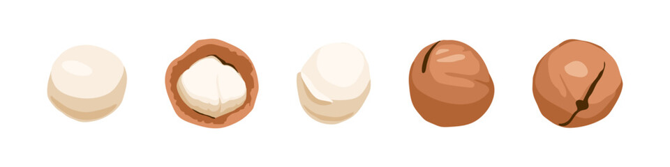 Vector illustration of macadamia nuts both in-shell and shelled, shown from multiple angles for food packaging, nutrition, or branding use