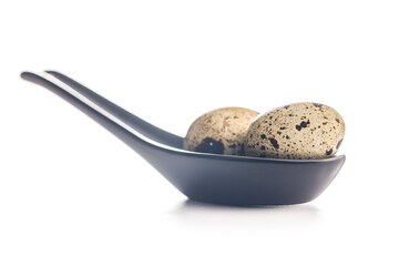 Spotted quail eggs on spoon isolated on white background.