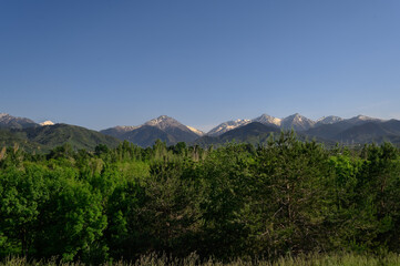 The tops of green trees against the backdrop of large beautiful mountains create a picturesque landscape.