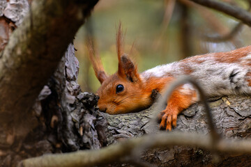 A little squirrel is sitting on a tree branch with its paws wrapped around it. 