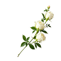 Obraz premium White roses on a transparent background, perfect for floral arrangements, wedding decor, and romantic settings.