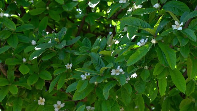 Medlar in flowering, slight breeze, spring (Mespilus germanica) - (4K)