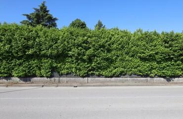 Fence with an overgrown and unpruned hedge on top. Sidewalk and street in front. Background for copy space.