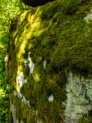 A moss covered rock in the woods