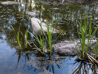 A small pond with rocks and plants in it