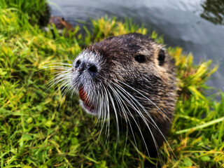 A beaver sticking its tongue out in the grass by the water