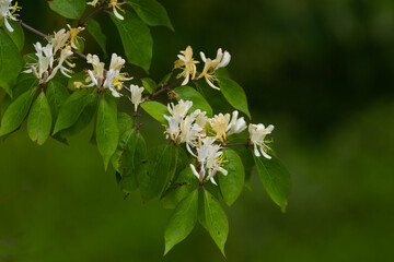 Blooming honeysuckle flowers in the park on a blurred background
