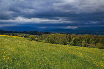 Fototapeta premium Panoramic landscape of yellow dandelions in green meadow with distant Alps under dramatic cloudy sky in Aeugst am Albis, near Zurich, Switzerland