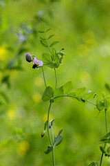 Lathyrus plant in a meadow on a blurred background
