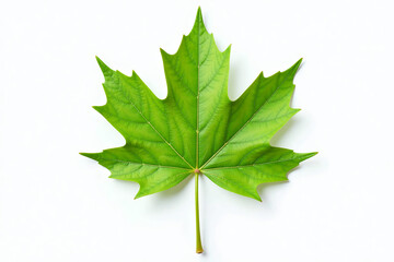 Maple leaf detailed green represents nature against white background