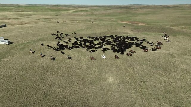 Drone footage of cowboys corralling cows