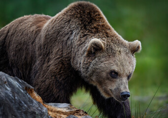 Close up of a Brown Bear (Eurasian Brown bear)