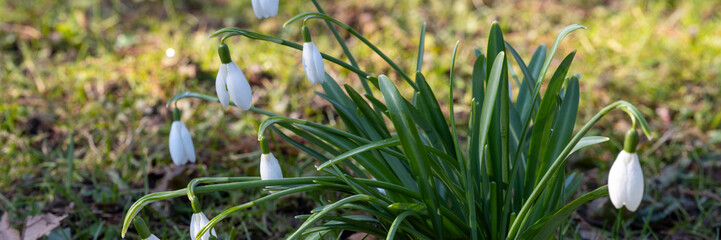 Deutschland, Nordrhein-Westfalen, Schneeglöckchen, Galanthus nivalis