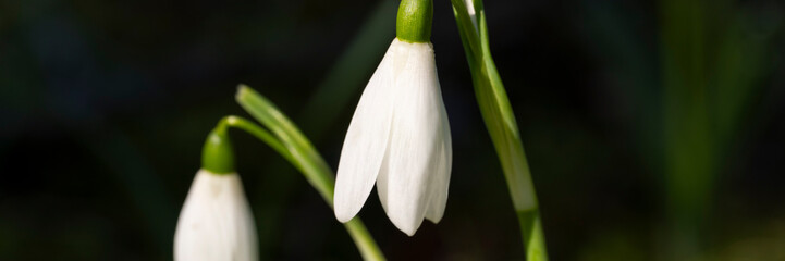 Deutschland, Nordrhein-Westfalen, Schneeglöckchen, Galanthus nivalis