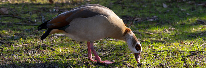 Deutschland, Nordrhein-Westfalen, Nilgans, Alopochen aegyptiacus