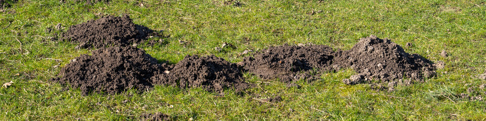 Deutschland, Nordrhein-Westfalen, Maulwurfhügel auf einer Wiese