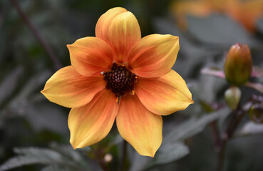 Gorgeous Orange Dahlia Flower Blossom