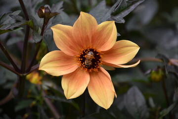 Blooming Orange Dahlia Blossom with a Bee