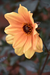 Amazing Close Up of a Flowering Dahlia