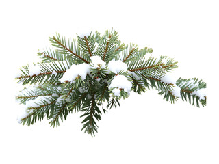 Snow Covered Pine Branch on Transparent Background