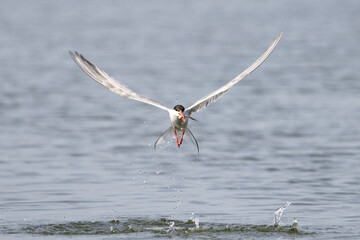 bird holding fish in beak on seashore