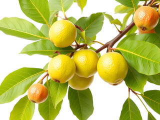 Ripe Jabuticaba Fruits on Branch with Green Leaves on transparent background