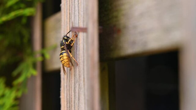 common wasp (Vespula Vulgaris) possibly German wasp (Vespula Germanicus) scrapes wood fibers from a board for nest building