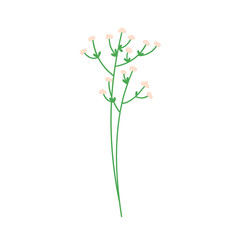 Floral plant, thin fragile stem, tiny branch. Delicate wildflower, spring gypsophila flower sprig. Gentle tender subtle botanical design element. Flat vector illustration isolated on white background