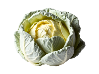 Closeup of a Fresh White Cabbage on Transparent Background