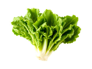 Fresh Green Lettuce Head on Transparent Background