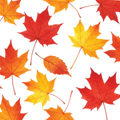 Obraz premium Watercolor Autumn Maple Leaves Scattered on White