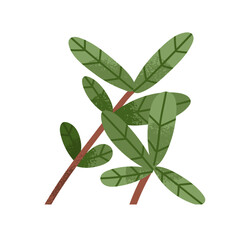 Leaf plant branch. Green leaves, tropical foliage. Exotic fresh leafy decoration. Natural botanical design element. Modern organic greenery. Flat vector illustration isolated on white background