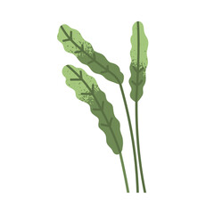Leaf plant. Long leaves, stems, tropical exotic branches with green leafy foliage. Fresh greenery, verdure, natural decorative botanical element. Flat vector illustration isolated on white background