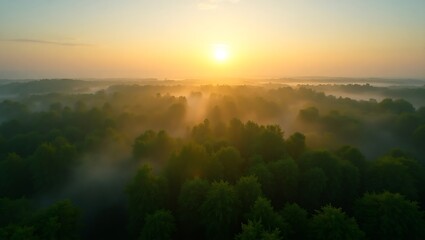 An aerial view of a dense temperate forest canopy