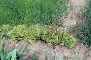 Plants, oignon, ail, salade dans le jardin potager