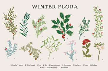 Winter flora. Botanical vector vintage set. Colorful