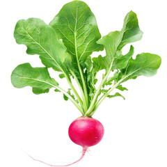 Vibrant Radish: A close-up shot of a fresh, vibrant radish, showcasing its bright red bulb, lush green leaves, and delicate root, all captured in exquisite detail. 