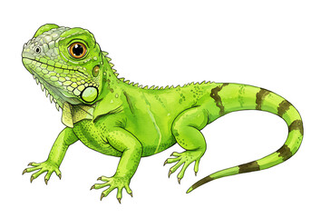 Vibrant Watercolor Illustration of a Green Iguana isolated on white background.