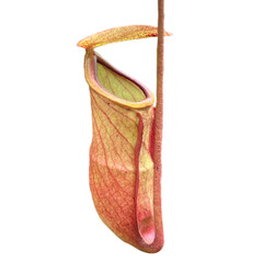 Pitcher plant, Nepenthes tree in the garden, close up	
