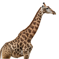 Obraz premium Elegant, majestic giraffe standing in profile isolated on transparent background.