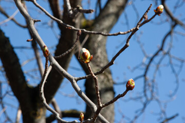 a chestnut bud in spring on a small twig