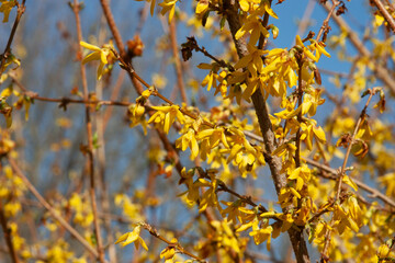 Yellow forsythia flowers on a soft blue and yellow background